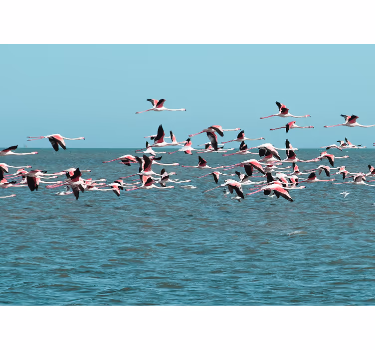 Fotomurale animali fenicotteri sull'acqua - TenStickers