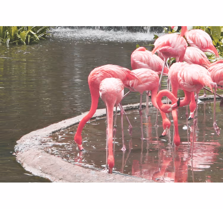 Fotomurale animali assemblaggio di fenicotteri - TenStickers