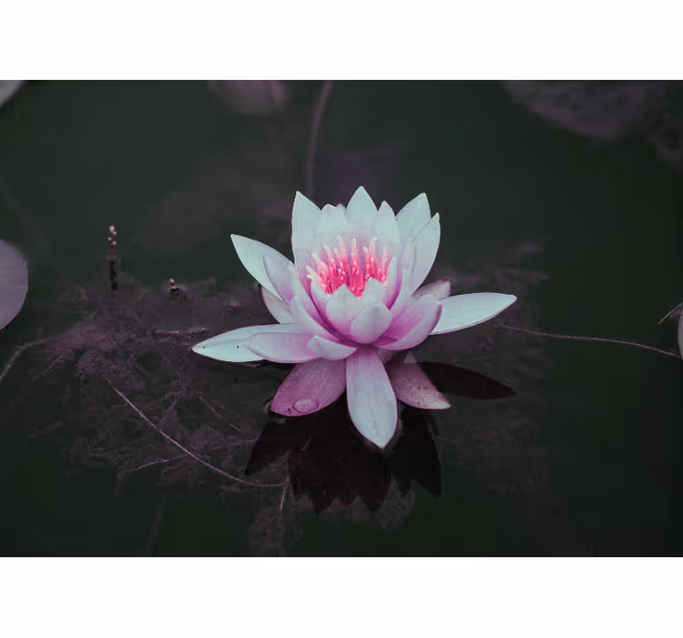 Fotomurali fiori diversi eleganza del fiore di loto - TenStickers