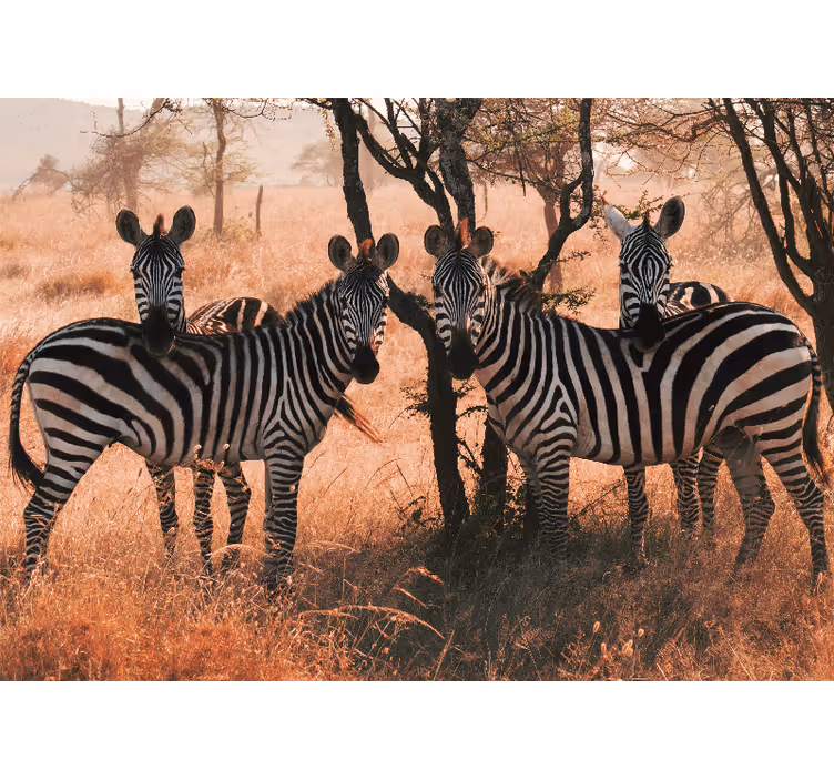Fotomurale animali zebre nella natura - TenStickers