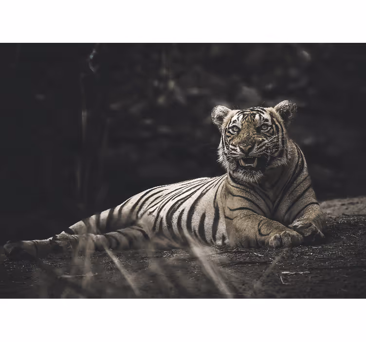 Fotomurale animali posizione maestosa del tigre - TenStickers