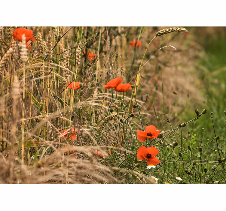 Fotomurale papaveri serenità nel prato - TenStickers