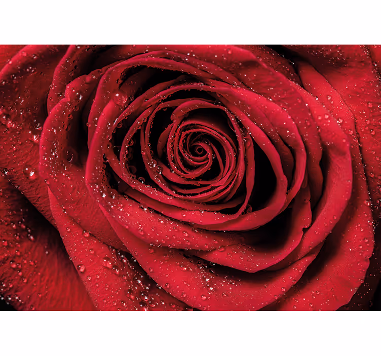 Fotomurale fiori rose con gocce d'acqua - TenStickers
