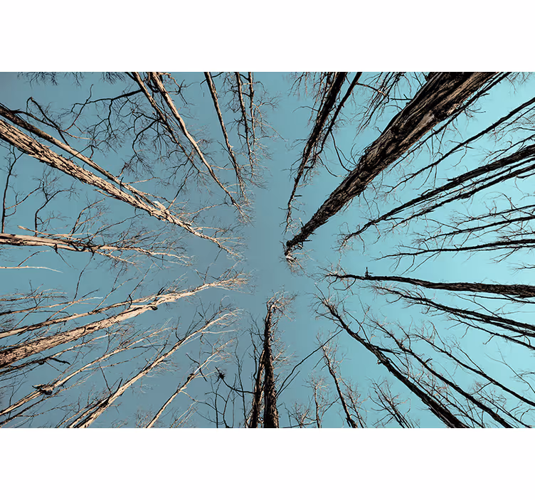 Fotomurale alberi verso il cielo - TenStickers