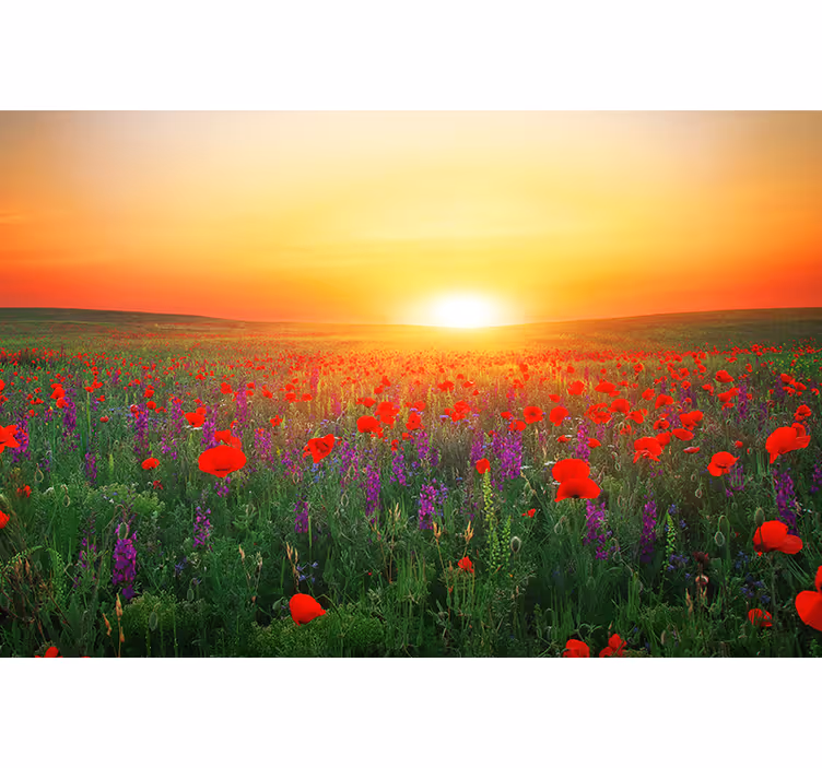 Fotomurale papaveri tramonto dorato - TenStickers