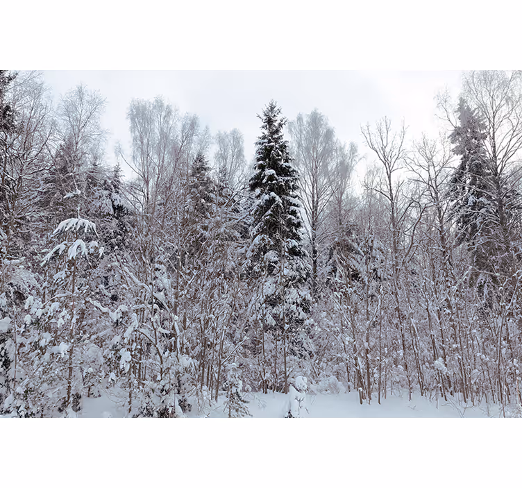 Fotomurale foresta scena boschiva invernale - TenStickers