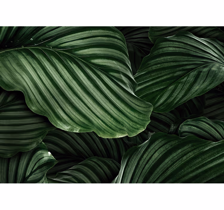 Carta da parati natura foglie di verde lussureggiante - TenStickers