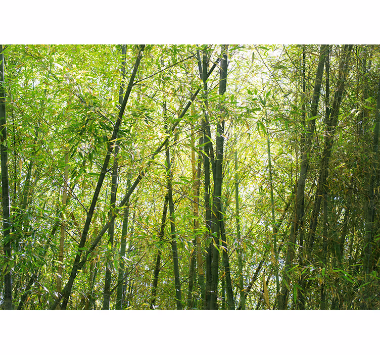 Fotomurali bambù bosco di bambù vibrante - TenStickers