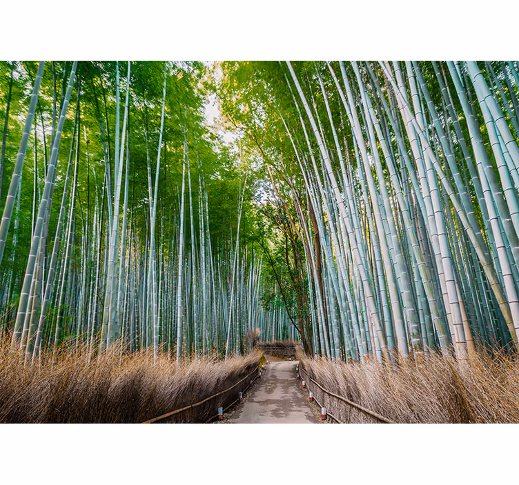 Fotomurali bambù sentiero nella foresta di bambù - TenStickers
