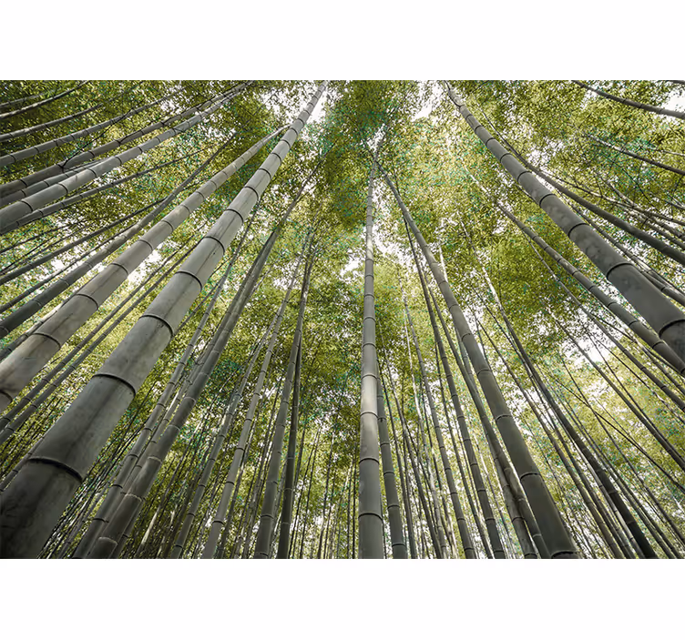 Fotomurali bambù foresta di bambù alta - TenStickers