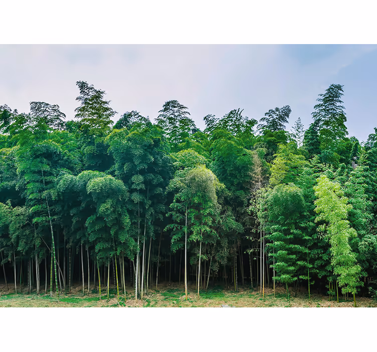 Fotomurali natura paesaggio foresta di bambù - TenStickers