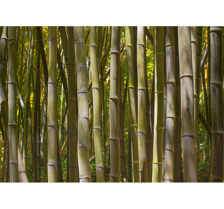 Fotomurali bambù bosco di bambù sereno - TenStickers
