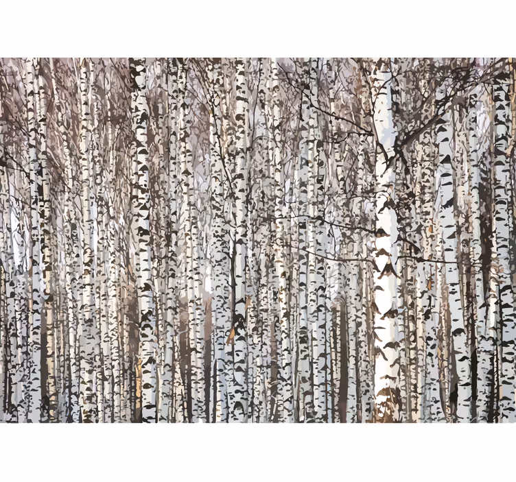 Fotomurale alberi foresta di betulle - TenStickers