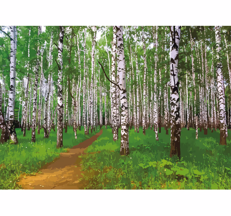 Fotomurali natura sentiero nel bosco di betulle - TenStickers