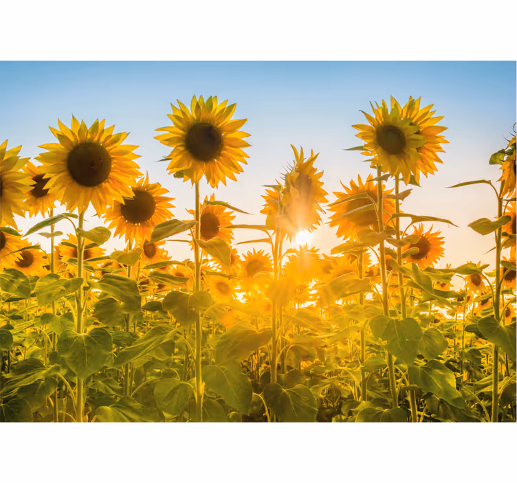 Fotomurale fiori campo di girasoli luminoso - TenStickers
