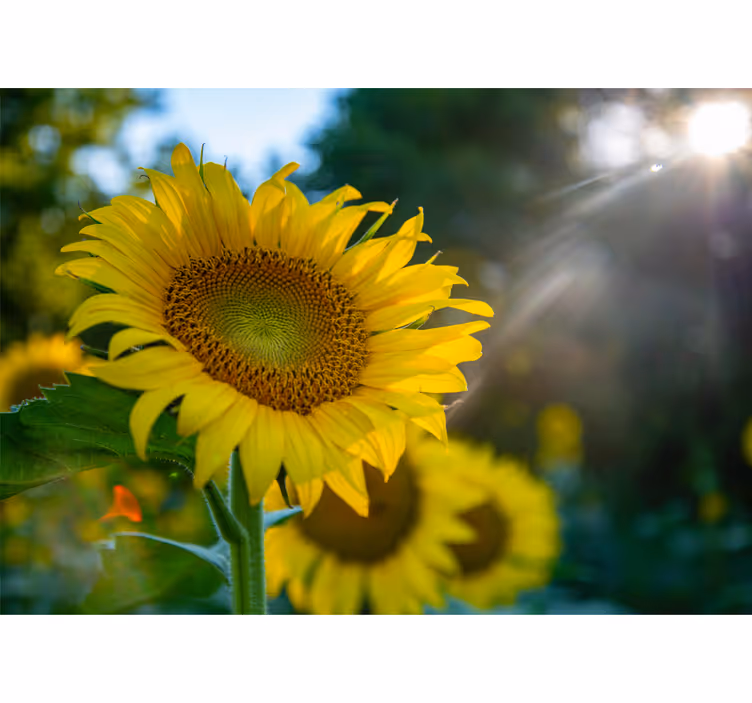Fotomurale fiori girasole in fiore luminoso - TenStickers