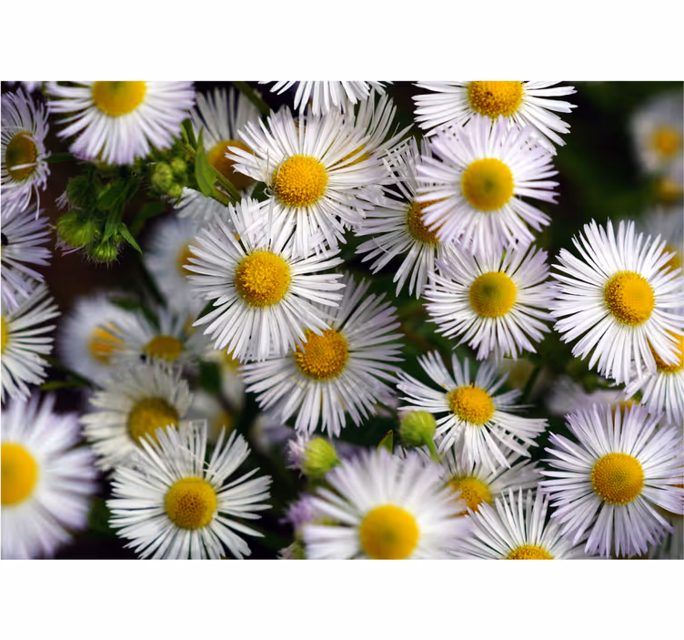 Fotomurale fiori margherite bianche incantevoli - TenStickers