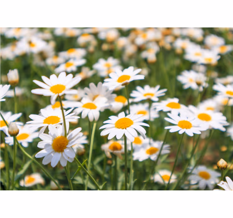 Fotomurale fiori margherite in piena fioritura - TenStickers