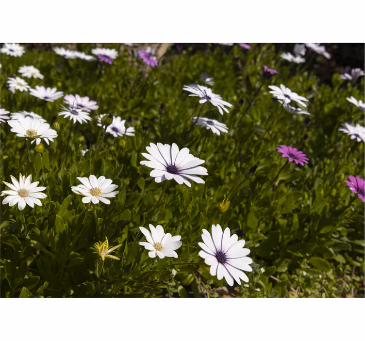 Fotomurale fiori margherite e verde - TenStickers