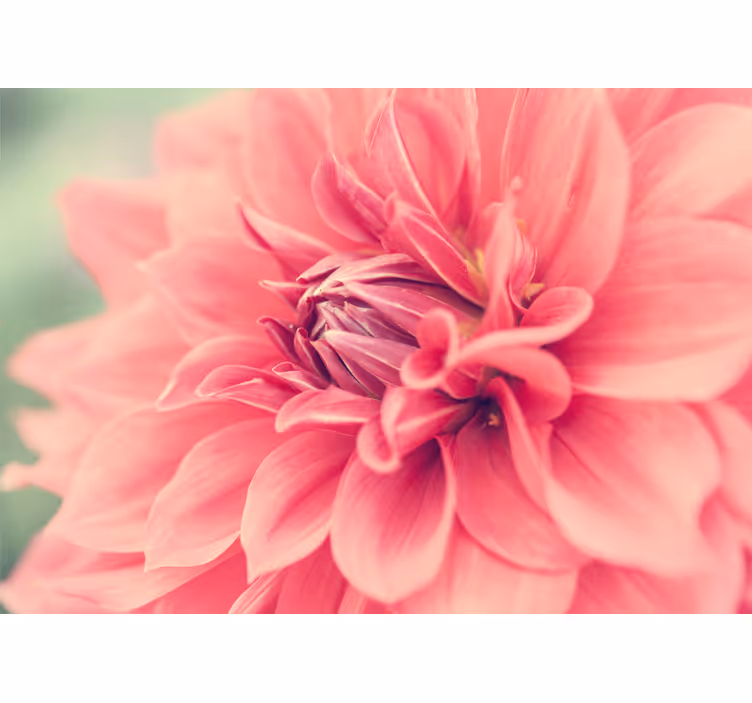 Fotomurale fiori fiori rosa vibranti - TenStickers