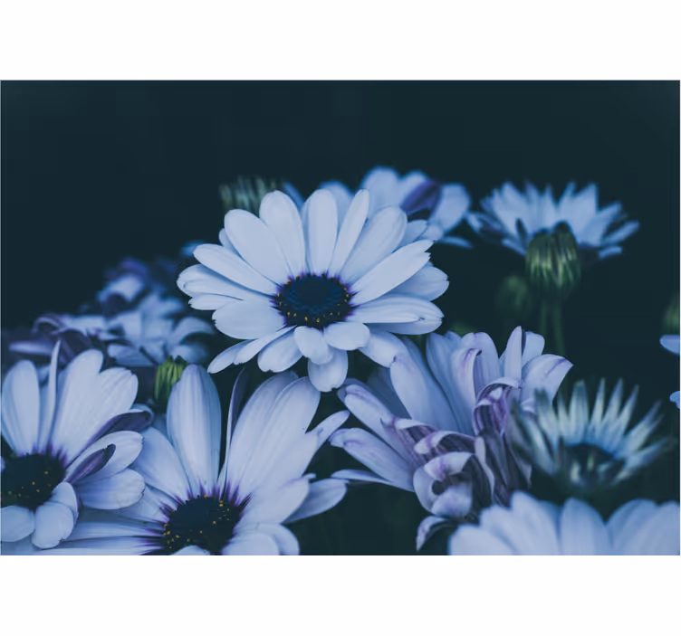 Fotomurale fiori composizione floreale serena - TenStickers