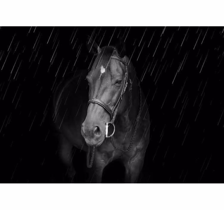 Fotomurale animali ritratto equino regale - TenStickers