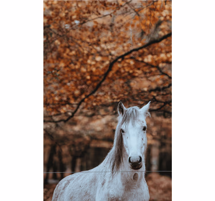 Fotomurale animali maestoso cavallo bianco - TenStickers