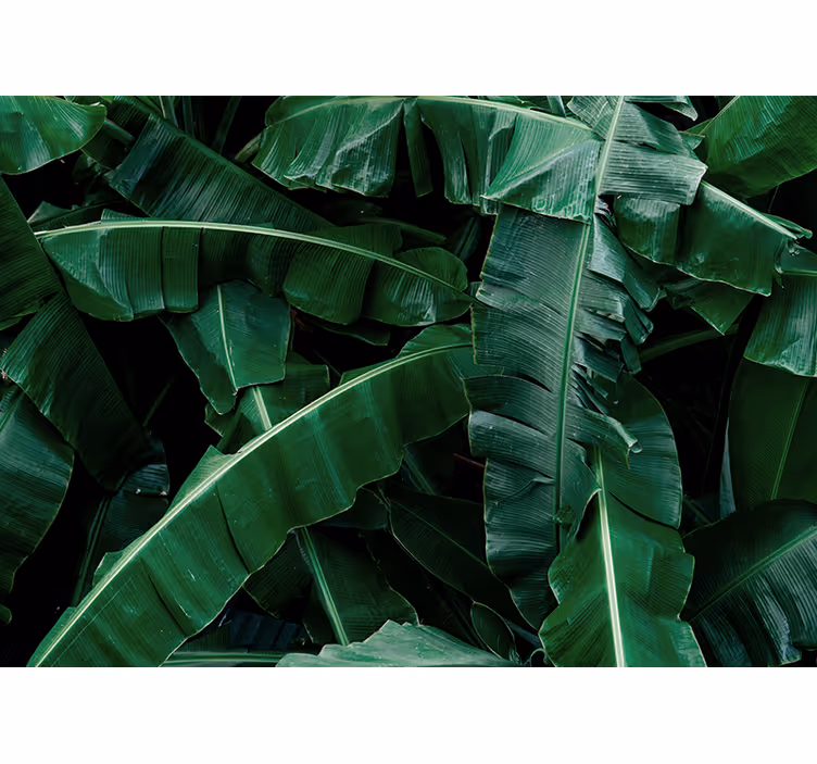 Fotomurali natura foliame verde vibrante - TenStickers