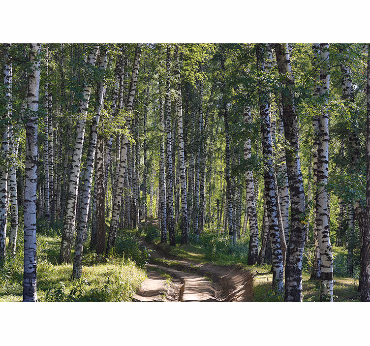 Fotomurali natura foresta di betulle serena - TenStickers