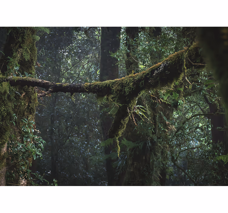 Fotomurale foresta chioma verde lussureggiante - TenStickers