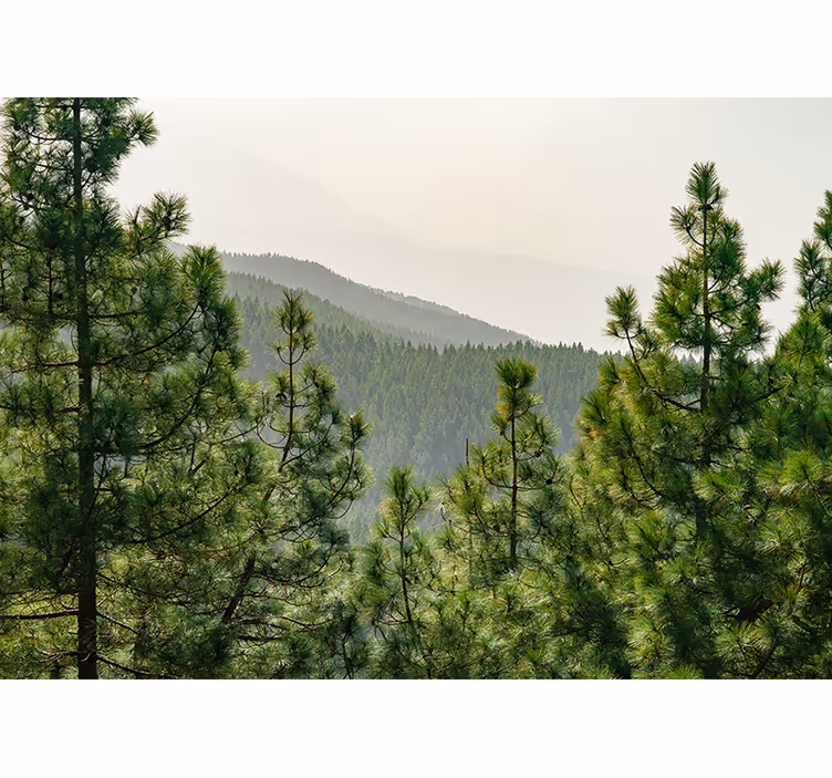 Fotomurali natura paesaggio verdeggiante - TenStickers
