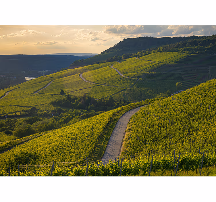 Fotomurale paesaggi pendii di vigna - TenStickers