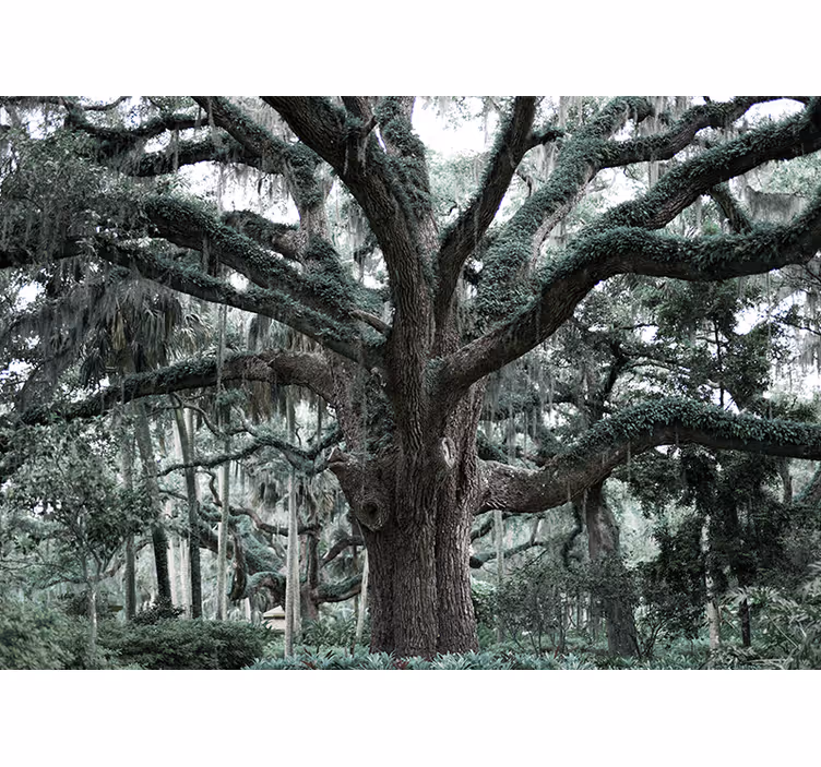 Fotomurale alberi maestosi rami di quercia - TenStickers