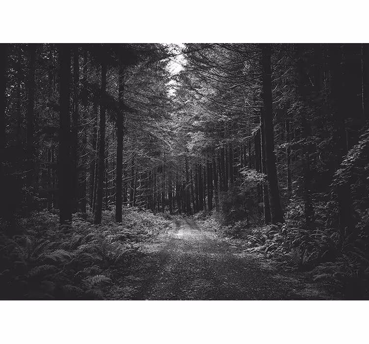 Fotomurale foresta sentiero della foresta serene - TenStickers