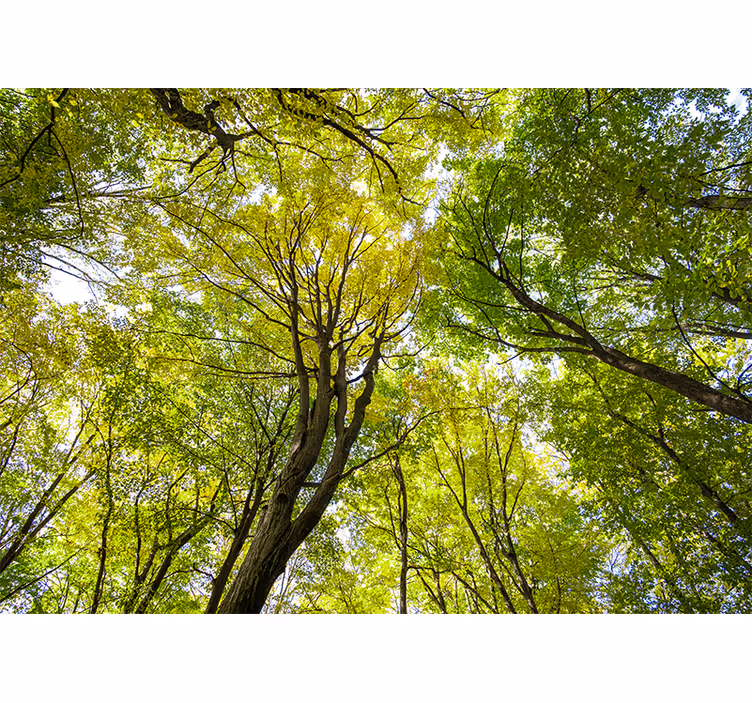 Fotomurali natura chioma lussureggiante della foresta - TenStickers