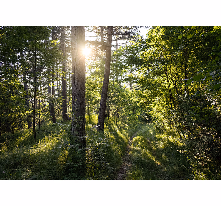 Fotomurali natura sentiero forestale luminoso - TenStickers