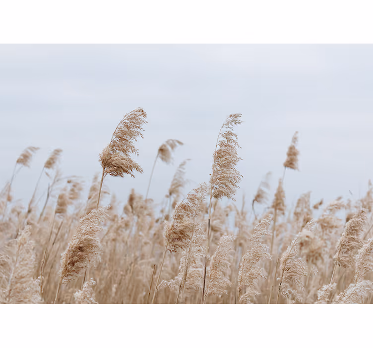 Fotomurale prato serenità dell'erba della pampa - TenStickers