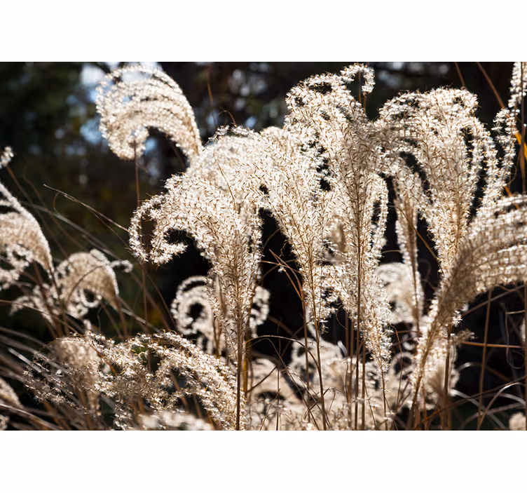 Fotomurale fiori erba pampas elegante - TenStickers