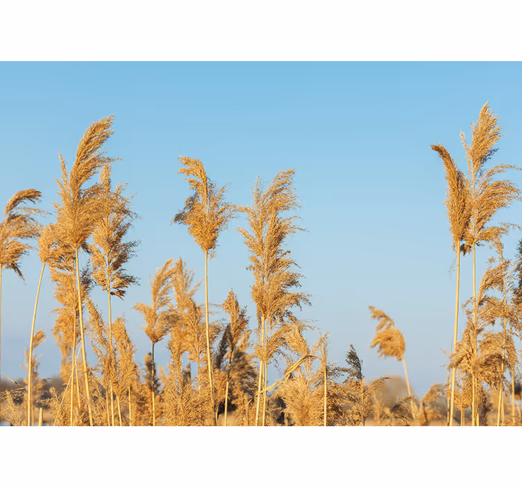 Fotomurali natura pianure d'erba dorata - TenStickers