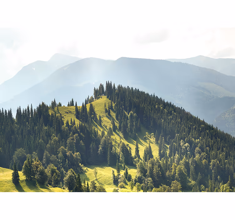 Fotomurale paesaggi scena di foresta montana - TenStickers