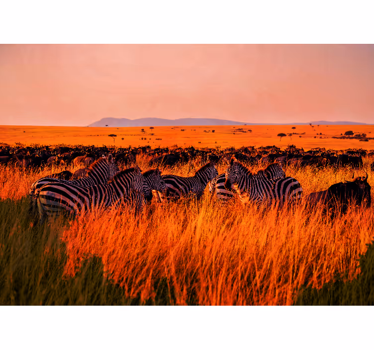 Carta da parati natura zebre nel serengeti - TenStickers