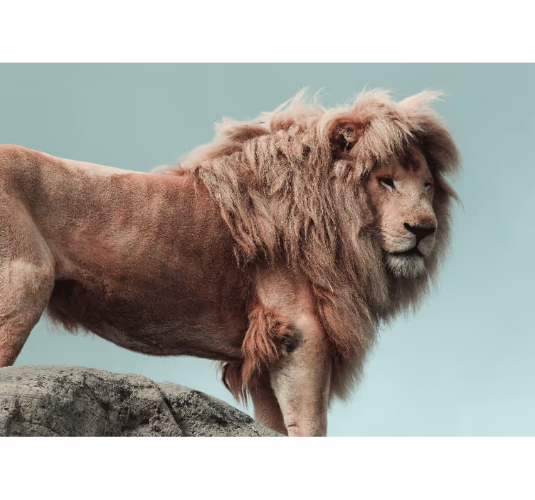 Fotomurali leone posizione maestosa del leone - TenStickers