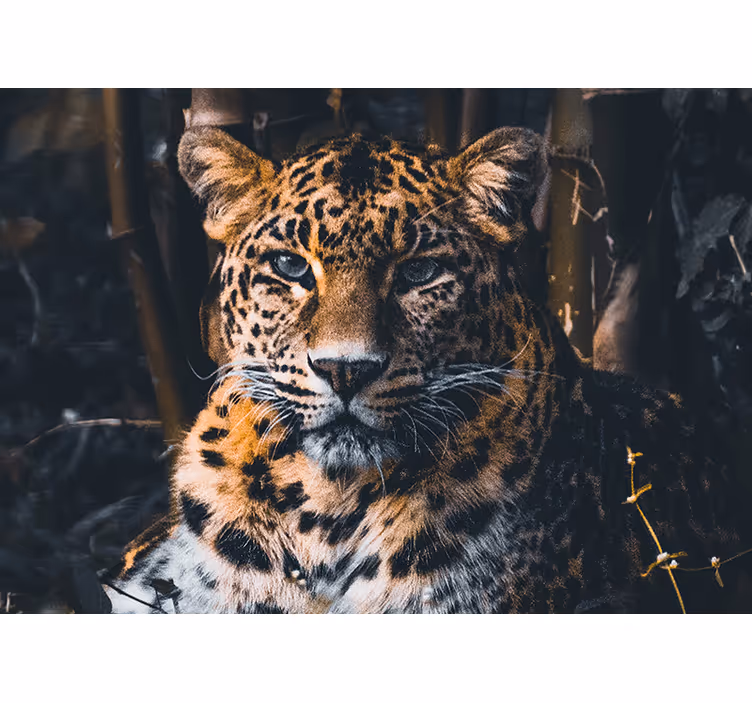 Fotomurale africano Stupendo leopardo della fauna selvatica - TenStickers