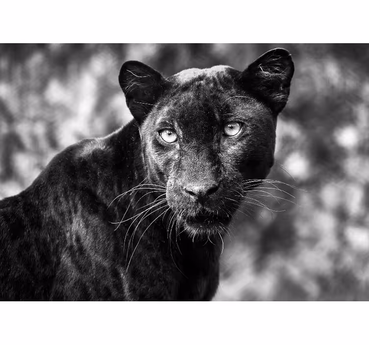 Fotomurale animali volto di pantera nera - TenStickers