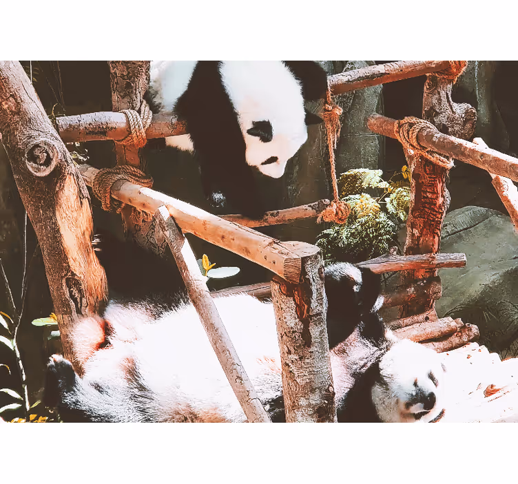 Fotomurale animali scena di gioco dei panda - TenStickers