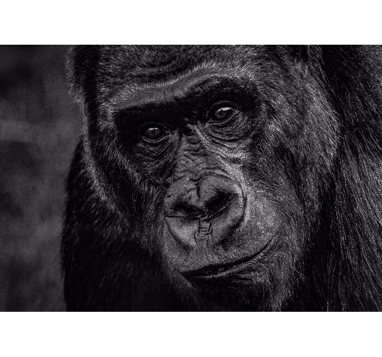 Fotomurale animali gorilla in primo piano - TenStickers