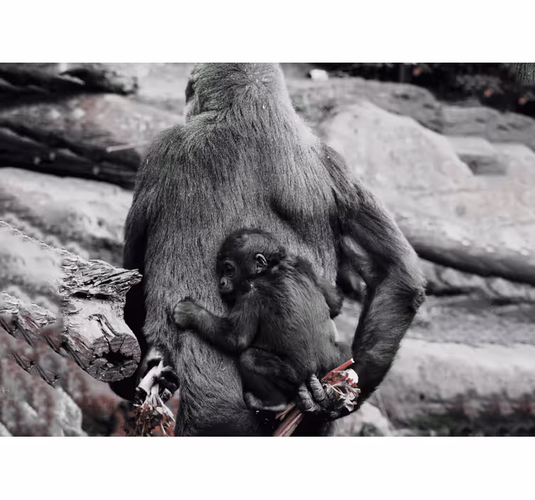Fotomurale animali mamma e cucciolo di gorilla - TenStickers