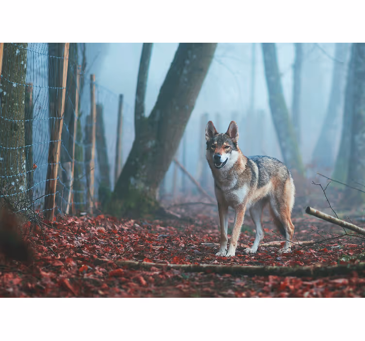 Fotomurale animali lupo nella foresta nebbiosa - TenStickers