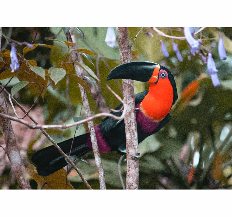 Fotomurale animali esibizione di tucani colorati - TenStickers