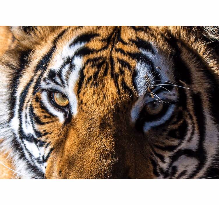 Fotomurale animali ritratto di tigre maestosa - TenStickers